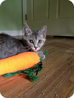 Domestic Shorthair Kitten for Sale in Monroe, Georgia - Monterrey Domestic Shorthair Kitten for Sale in Monroe, Georgia - Monterrey