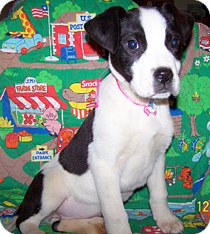 Boxer/Labrador Retriever Mix Puppy for Sale in Sherman, Connecticut - Charm Betty's Dog Boxer/Labrador Retriever Mix Puppy for Sale in Sherman, Connecticut - Charm Betty's Dog