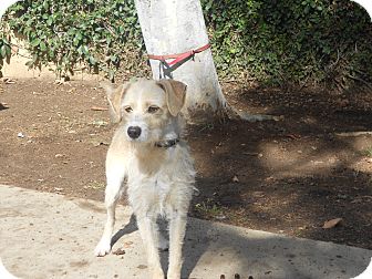 Terrier (Unknown Type, Medium) Mix Puppy for Sale in Chula Vista, California - Mia Terrier (Unknown Type, Medium) Mix Puppy for Sale in Chula Vista, California - Mia