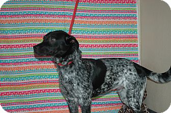 Blue Heeler Mix Dog for Sale in san antonio, Texas - Nacho Blue Heeler Mix Dog for Sale in san antonio, Texas - Nacho