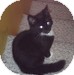 Domestic Longhair Kitten for Sale in Vancouver, British Columbia - Tina Fey Domestic Longhair Kitten for Sale in Vancouver, British Columbia - Tina Fey