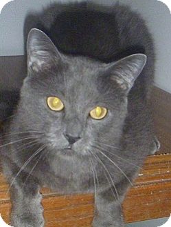 Domestic Shorthair Cat for Sale in Hamburg, New York - Griffen Domestic Shorthair Cat for Sale in Hamburg, New York - Griffen