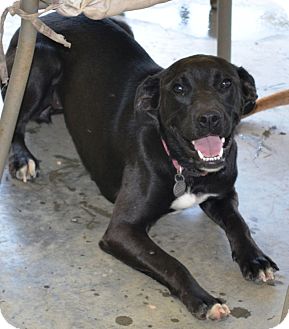 Labrador Retriever Mix Dog for Sale in Hagerstown, Maryland - Junebug Labrador Retriever Mix Dog for Sale in Hagerstown, Maryland - Junebug