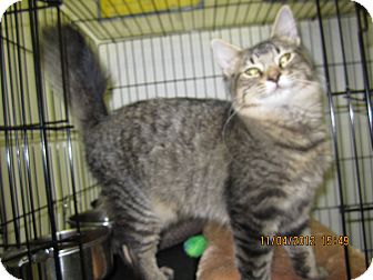 Domestic Shorthair Kitten for Sale in Jeffersonville, Indiana - Rooster Domestic Shorthair Kitten for Sale in Jeffersonville, Indiana - Rooster