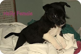 Rottweiler/Collie Mix Puppy for Sale in Danbury, Connecticut - Holly ADOPTION PENDING Rottweiler/Collie Mix Puppy for Sale in Danbury, Connecticut - Holly ADOPTION PENDING