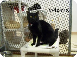 American Shorthair Cat for Sale in Hamilton, Montana - Wicked American Shorthair Cat for Sale in Hamilton, Montana - Wicked