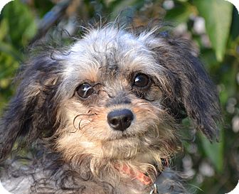 Poodle (Miniature)/Terrier (Unknown Type, Small) Mix Dog for Sale in Simi Valley, California - Reign Poodle (Miniature)/Terrier (Unknown Type, Small) Mix Dog for Sale in Simi Valley, California - Reign