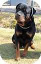 Rottweiler Dog for Sale in Tinton Falls, New Jersey - Guiness Rottweiler Dog for Sale in Tinton Falls, New Jersey - Guiness