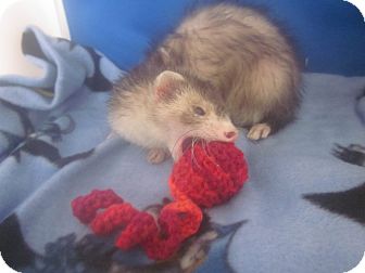 Ferret for Sale in Toledo, Ohio - Kiara Ferret for Sale in Toledo, Ohio - Kiara