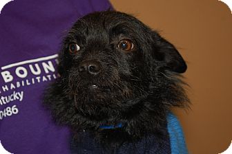Wirehaired Fox Terrier Mix Puppy for Sale in London, Kentucky - Newton Wirehaired Fox Terrier Mix Puppy for Sale in London, Kentucky - Newton