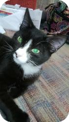 Domestic Shorthair Cat for Sale in Medford, New Jersey - Poly Boy (Lisa's cat) Domestic Shorthair Cat for Sale in Medford, New Jersey - Poly Boy (Lisa's cat)
