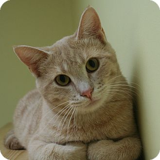 Domestic Shorthair Cat for Sale in Edmonton, Alberta - Tanner Domestic Shorthair Cat for Sale in Edmonton, Alberta - Tanner
