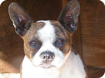 Boston Terrier Mix Dog for Sale in shelton, Connecticut - Pru Boston Terrier Mix Dog for Sale in shelton, Connecticut - Pru