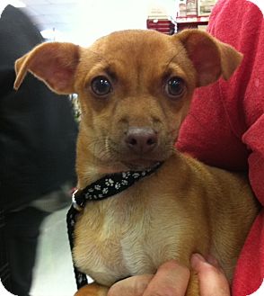 Chihuahua/Dachshund Mix Puppy for Sale in Studio City, California - Daisy #2 Chihuahua/Dachshund Mix Puppy for Sale in Studio City, California - Daisy #2