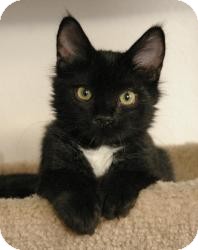 Domestic Shorthair Cat for Sale in Sacramento, California - Cooper Domestic Shorthair Cat for Sale in Sacramento, California - Cooper