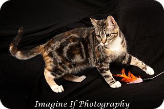 Domestic Shorthair Cat for Sale in Edmond, Oklahoma - Foxglove Domestic Shorthair Cat for Sale in Edmond, Oklahoma - Foxglove