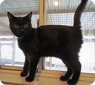Domestic Shorthair Cat for Sale in Geneseo, Illinois - Colt Domestic Shorthair Cat for Sale in Geneseo, Illinois - Colt