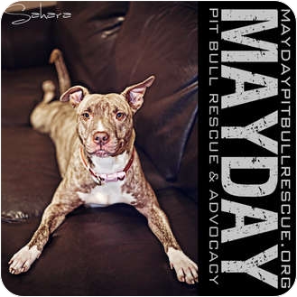American Pit Bull Terrier Dog for Sale in Phoenix, Arizona - Sahara (Courtesy Post) American Pit Bull Terrier Dog for Sale in Phoenix, Arizona - Sahara (Courtesy Post)