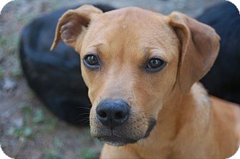 Boxer Mix Dog for Sale in Sherman, Connecticut - Fawn Betty's Dog Boxer Mix Dog for Sale in Sherman, Connecticut - Fawn Betty's Dog
