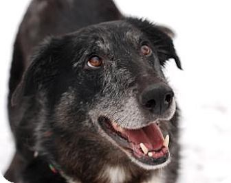 Collie Mix Dog for Sale in Kettering, Ohio - Ruth Collie Mix Dog for Sale in Kettering, Ohio - Ruth