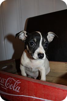 Chihuahua Mix Puppy for Sale in Wytheville, Virginia - Smudge McGruff Chihuahua Mix Puppy for Sale in Wytheville, Virginia - Smudge McGruff