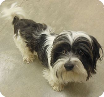 Shih Tzu Dog for Sale in Phoenix, Arizona - Finley Shih Tzu Dog for Sale in Phoenix, Arizona - Finley