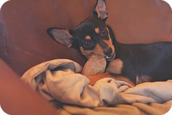 Chihuahua/Dachshund Mix Puppy for Sale in Russellville, Kentucky - Brownie Chihuahua/Dachshund Mix Puppy for Sale in Russellville, Kentucky - Brownie