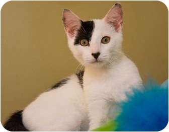 Domestic Shorthair Cat for Sale in Little Falls, New Jersey - Petey (KL) Domestic Shorthair Cat for Sale in Little Falls, New Jersey - Petey (KL)