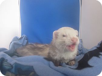 Ferret for Sale in Toledo, Ohio - Kovu Ferret for Sale in Toledo, Ohio - Kovu