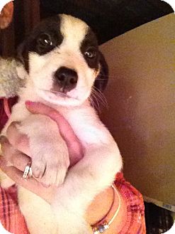Great Pyrenees/Labrador Retriever Mix Puppy for Sale in Nashville, Tennessee - Patches Great Pyrenees/Labrador Retriever Mix Puppy for Sale in Nashville, Tennessee - Patches
