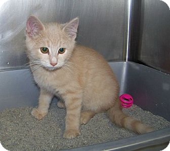 Domestic Shorthair Kitten for Sale in Dover, Ohio - Buster Domestic Shorthair Kitten for Sale in Dover, Ohio - Buster