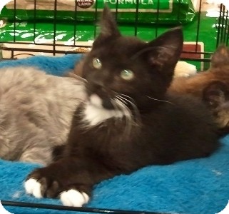 Domestic Shorthair Kitten for Sale in Anchorage, Alaska - Peyton Domestic Shorthair Kitten for Sale in Anchorage, Alaska - Peyton