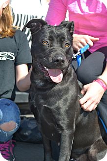 Labrador Retriever/Pit Bull Terrier Mix Dog for Sale in Phoenix, Arizona - Maggie Labrador Retriever/Pit Bull Terrier Mix Dog for Sale in Phoenix, Arizona - Maggie