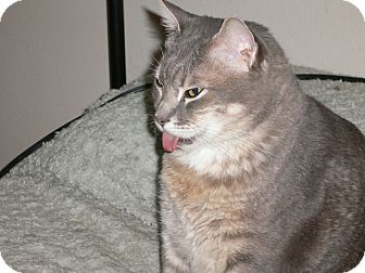 Domestic Shorthair Cat for Sale in Brea, California - Gary Domestic Shorthair Cat for Sale in Brea, California - Gary