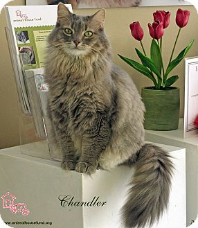 Domestic Longhair Cat for Sale in St Louis, Missouri - Chandler Domestic Longhair Cat for Sale in St Louis, Missouri - Chandler