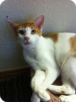 Domestic Shorthair Cat for Sale in Fountain Hills, Arizona - BENNY Domestic Shorthair Cat for Sale in Fountain Hills, Arizona - BENNY