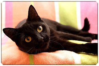 Domestic Shorthair Cat for Sale in Sterling Heights, Michigan - Delilah - ADOPTED! Domestic Shorthair Cat for Sale in Sterling Heights, Michigan - Delilah - ADOPTED!