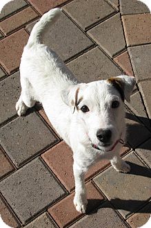 Jack Russell Terrier Dog for Sale in Scottsdale, Arizona - CRYSTAL Jack Russell Terrier Dog for Sale in Scottsdale, Arizona - CRYSTAL