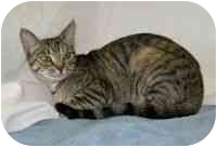 Domestic Shorthair Cat for Sale in Powell, Ohio - Ivy Domestic Shorthair Cat for Sale in Powell, Ohio - Ivy