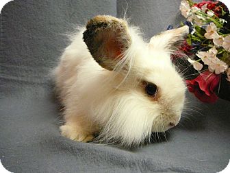 Lionhead Mix for Sale in Newport, Delaware - Jellybean Lionhead Mix for Sale in Newport, Delaware - Jellybean