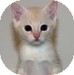 Domestic Shorthair Kitten for Sale in Vancouver, British Columbia - Gorgie Domestic Shorthair Kitten for Sale in Vancouver, British Columbia - Gorgie