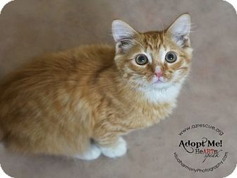 Domestic Shorthair Kitten for Sale in Phoenix, Arizona - Gizmo Domestic Shorthair Kitten for Sale in Phoenix, Arizona - Gizmo