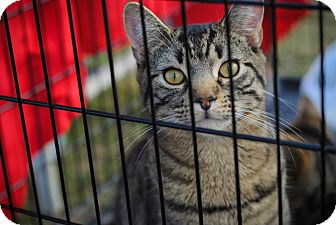 Domestic Shorthair Cat for Sale in Columbus, Georgia - Nikki Domestic Shorthair Cat for Sale in Columbus, Georgia - Nikki