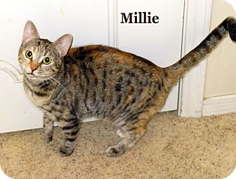 Domestic Shorthair Cat for Sale in Bentonville, Arkansas - Millie Domestic Shorthair Cat for Sale in Bentonville, Arkansas - Millie