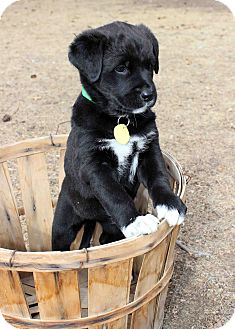Labrador Retriever/Newfoundland Mix Puppy for Sale in Westminster, Colorado - Oceana Labrador Retriever/Newfoundland Mix Puppy for Sale in Westminster, Colorado - Oceana
