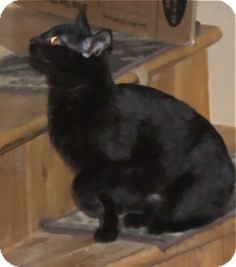 Domestic Shorthair Cat for Sale in Colorado Springs, Colorado - K-Hodnick2-Whisp Domestic Shorthair Cat for Sale in Colorado Springs, Colorado - K-Hodnick2-Whisp