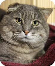 Domestic Shorthair Cat for Sale in Medford, Massachusetts - Spuds Domestic Shorthair Cat for Sale in Medford, Massachusetts - Spuds