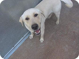 Labrador Retriever Dog for Sale in Oldsmar, Florida - Tanner Labrador Retriever Dog for Sale in Oldsmar, Florida - Tanner