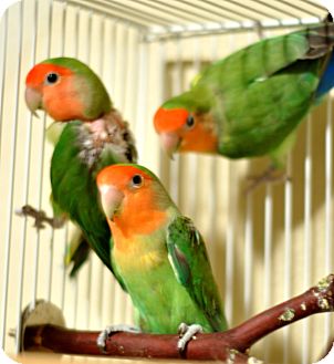 Lovebird for Sale in Shawnee Mission, Kansas - Jewel Lovebird for Sale in Shawnee Mission, Kansas - Jewel