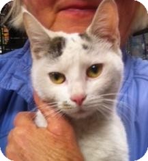 Domestic Shorthair Cat for Sale in Brooklyn, New York - Chelsea Domestic Shorthair Cat for Sale in Brooklyn, New York - Chelsea